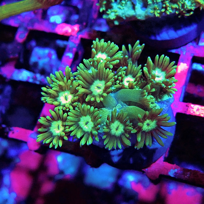 Goniopora Green Light Center