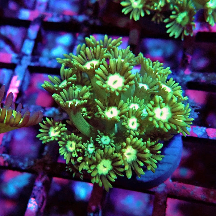 Goniopora Green Light Center