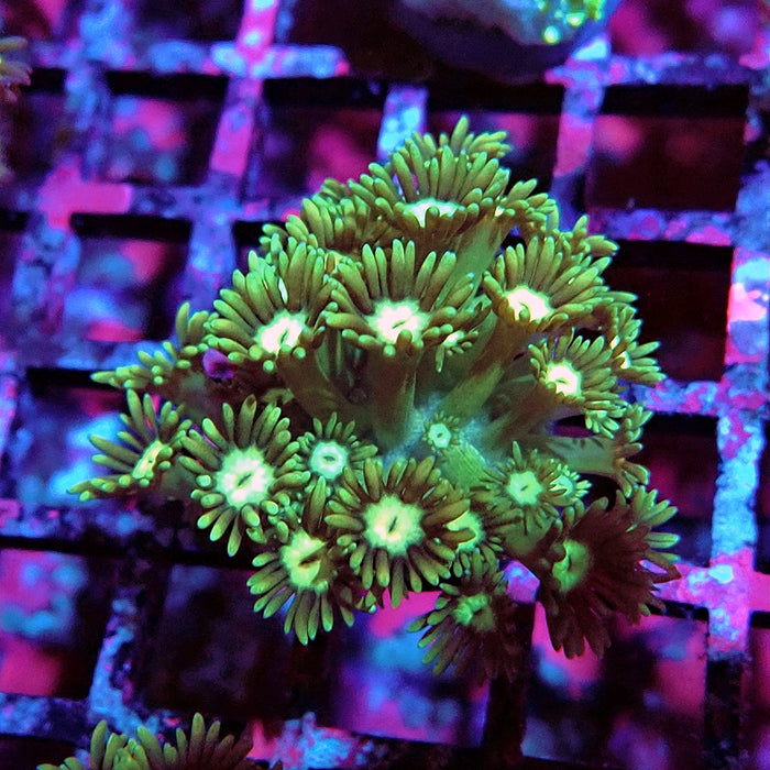 Goniopora Green Light Center