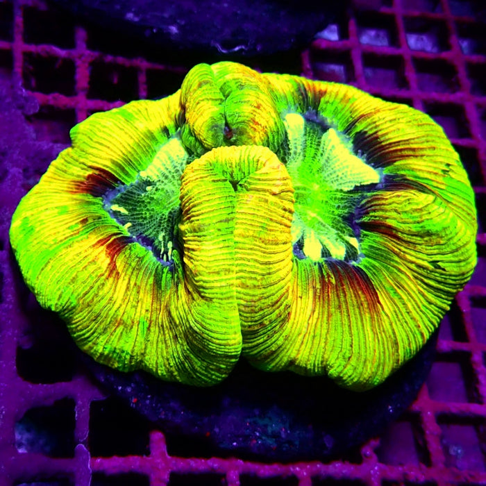 Wellsophyllia Coral Premium