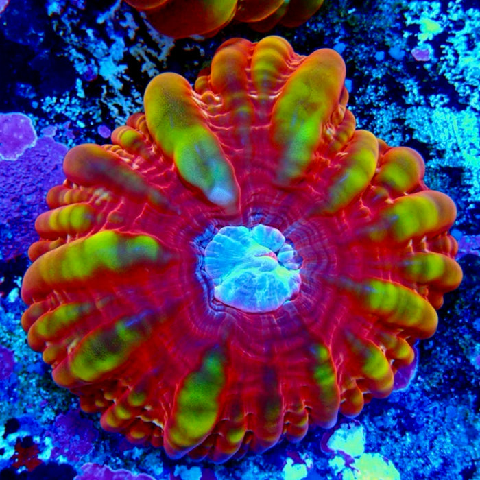 Cynarina Premium Coral