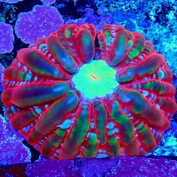 Cynarina Premium Coral
