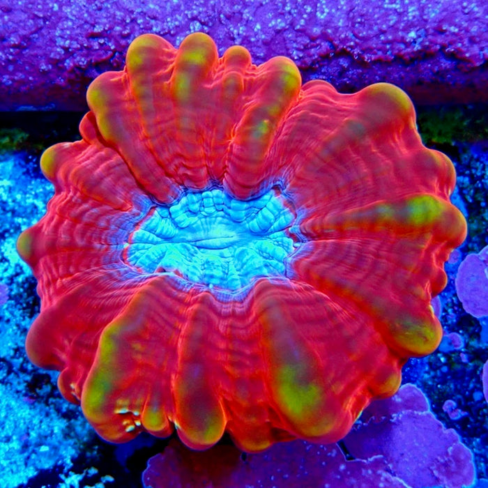 Cynarina Premium Coral