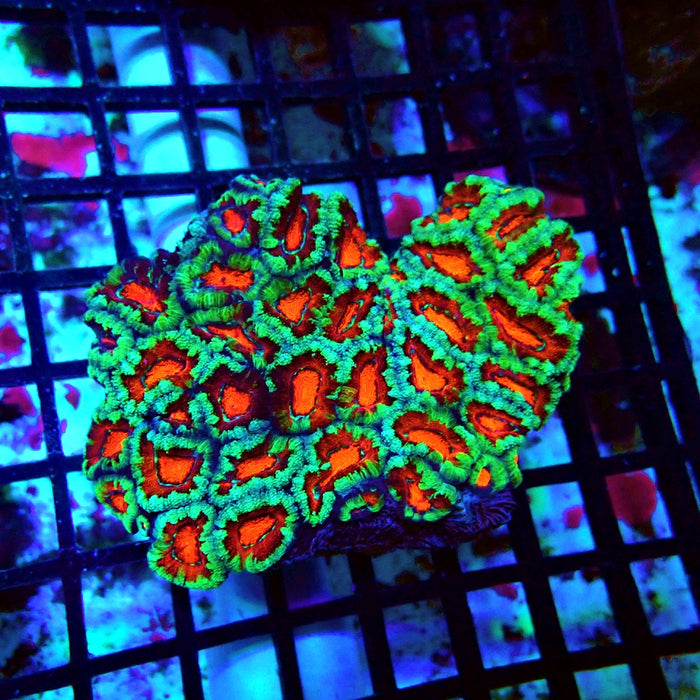 Acan Lord Ultra Colony