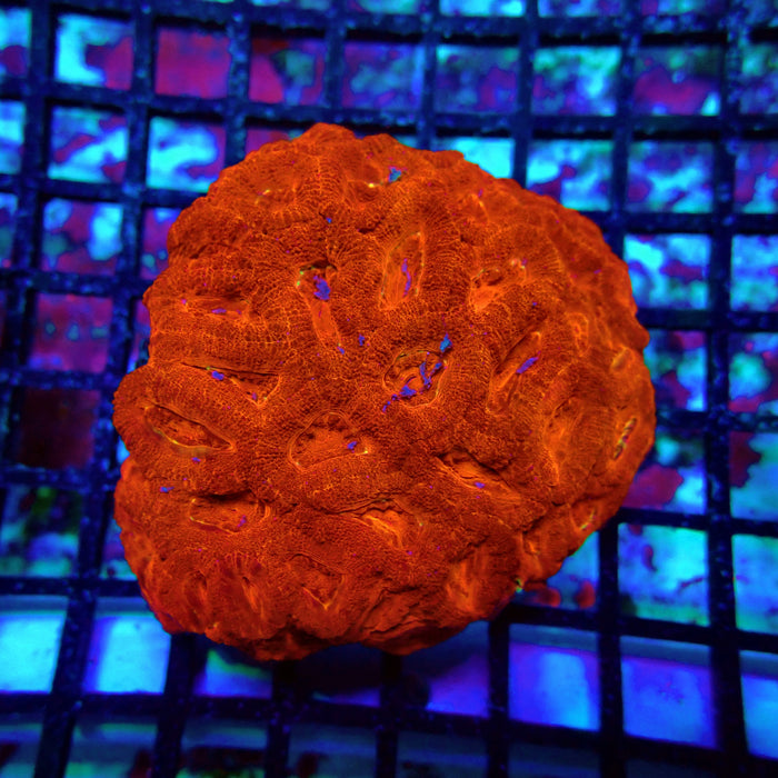 Acan Lord Ultra Colony