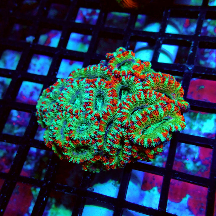 Acan Lord Ultra Colony