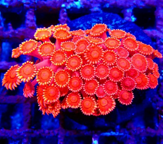 Goniopora Premium Mini Colony