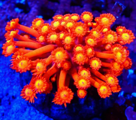 Goniopora Premium Mini Colony