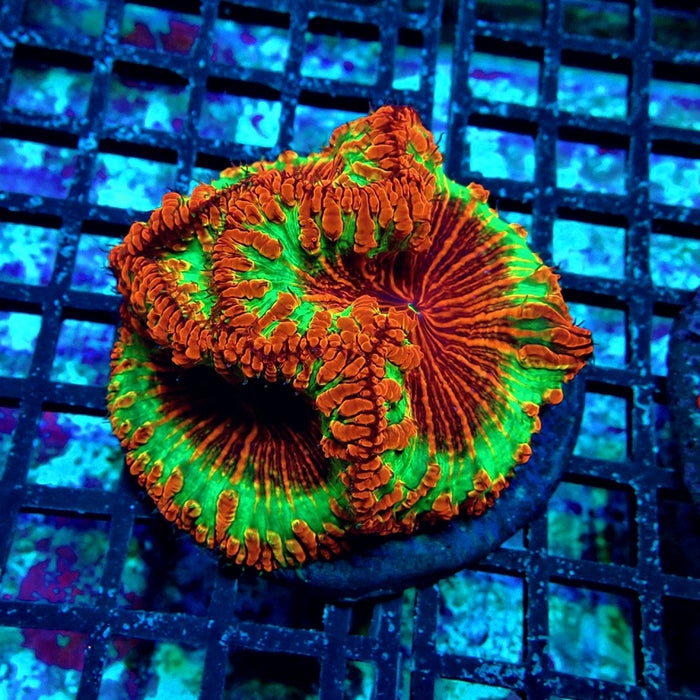 Blastomussa Premium Colony