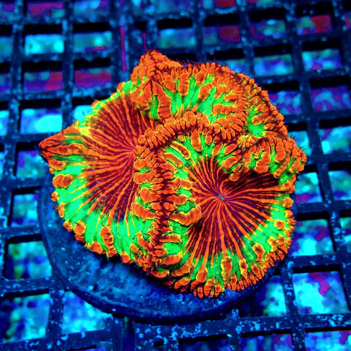 Blastomussa Premium Colony