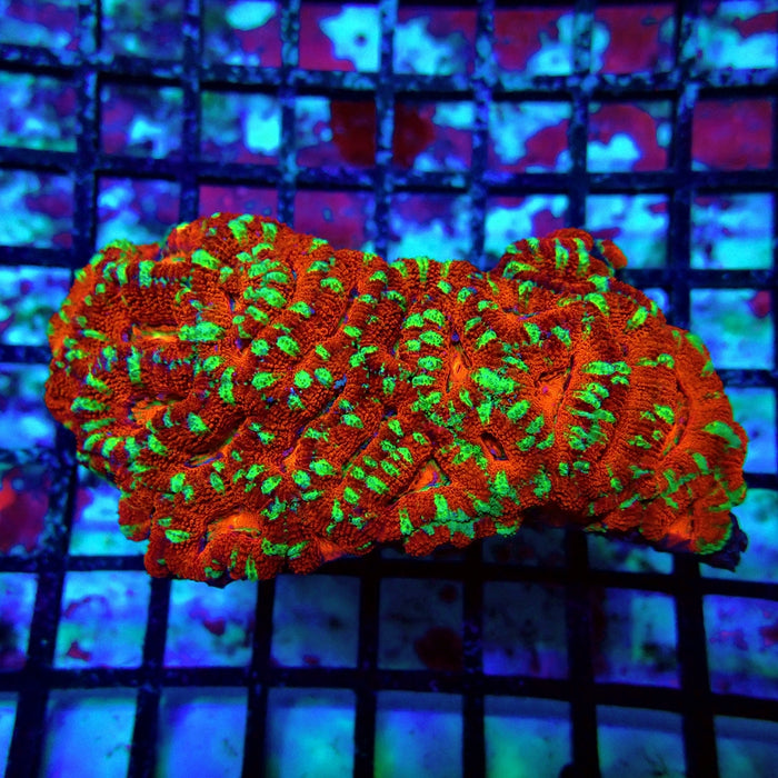 Acan Lord Ultra Colony