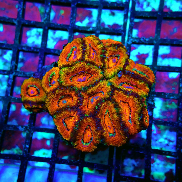 Acan Lord Ultra Colony