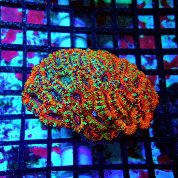 Acan Lord Ultra Colony