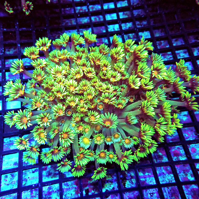 Goniopora Premium Long Polyps Colony XL