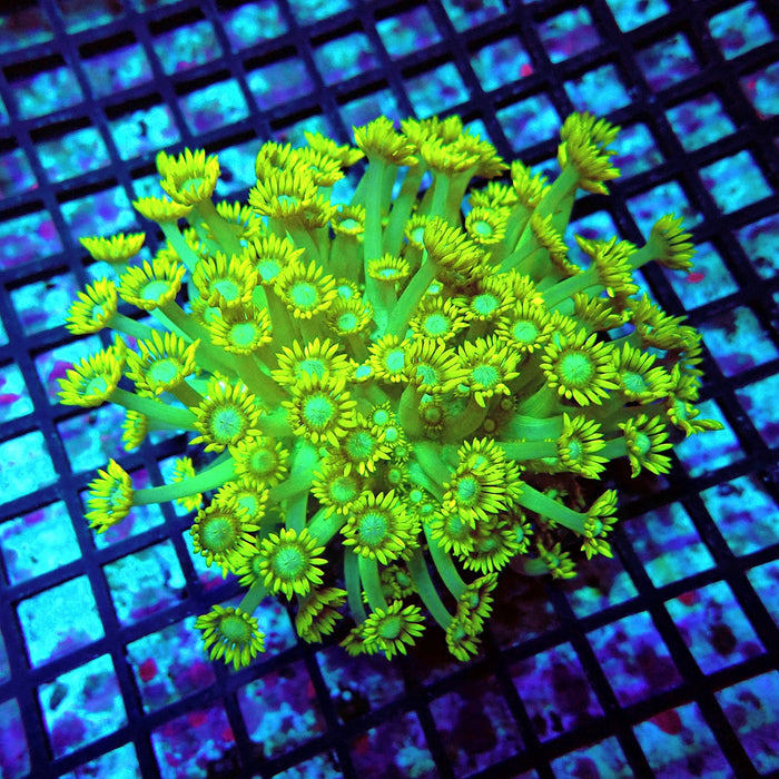 Goniopora Premium Long Polyps Colony L