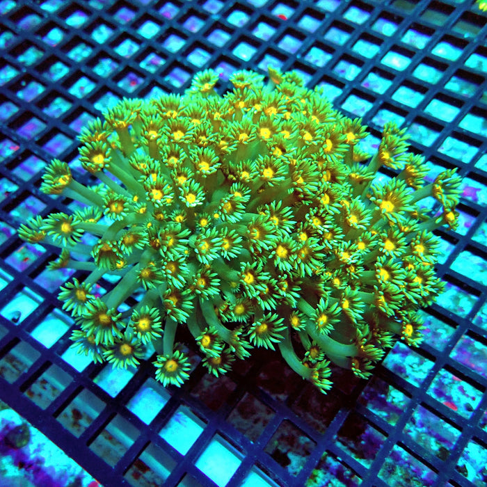 Goniopora Premium Long Polyps Colony XL