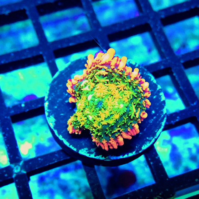 Frankenstein's Mushroom