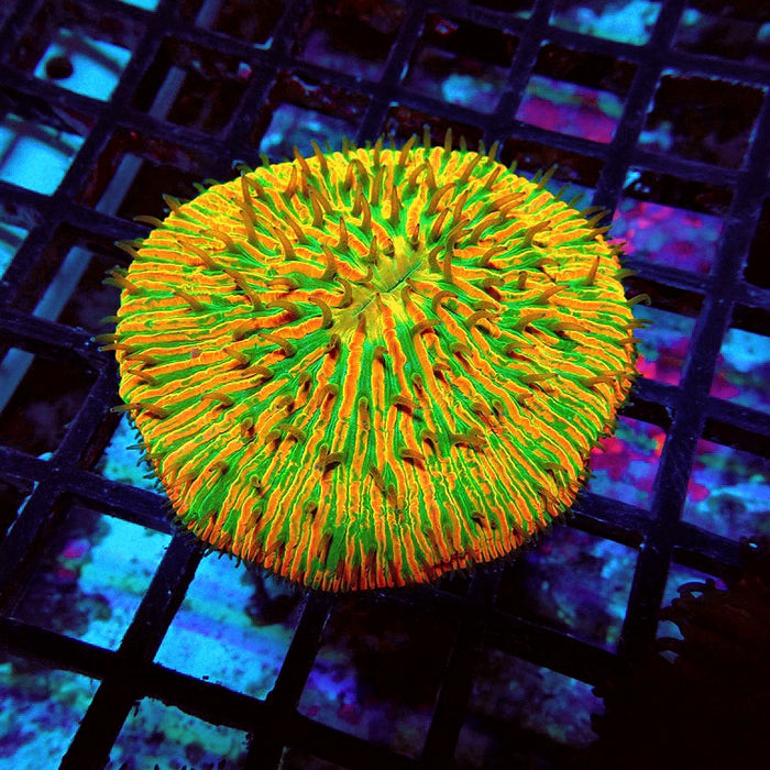 Fungia Ultra Premium