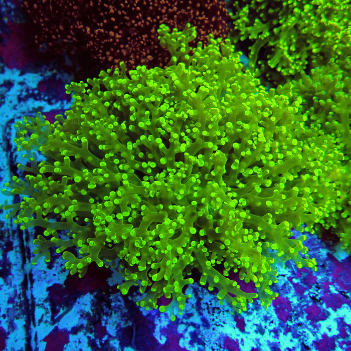 Neon Green Frogspawn Colony XL