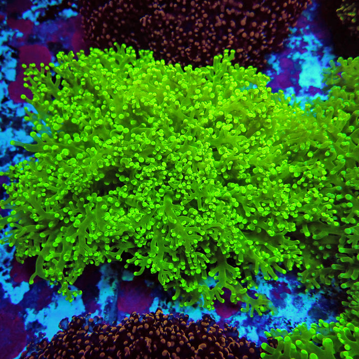 Neon Green Frogspawn Colony XL