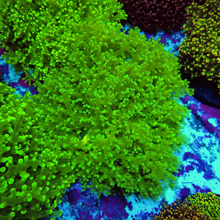 Neon Green Frogspawn Colony XL