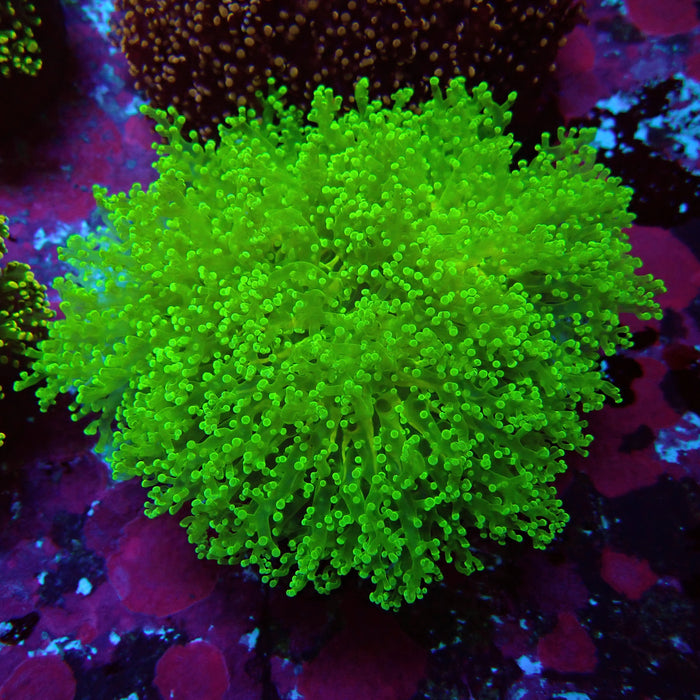 Neon Green Frogspawn Colony XL