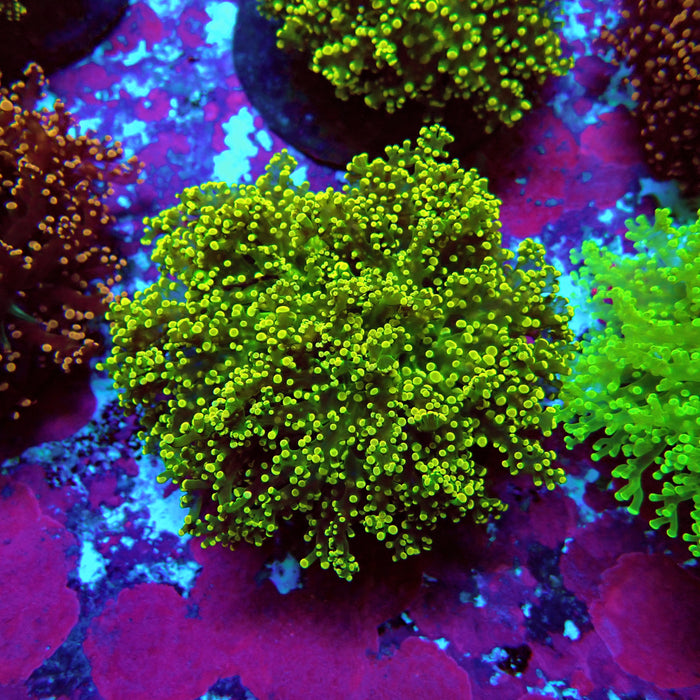 Yellow Frogspawn Colony L
