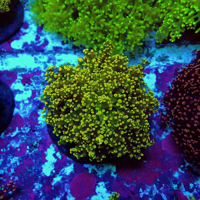 Yellow Frogspawn Colony L