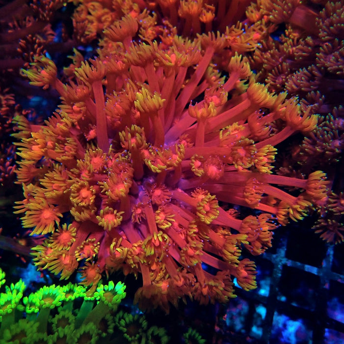 Colorful Red Goniopora Colony