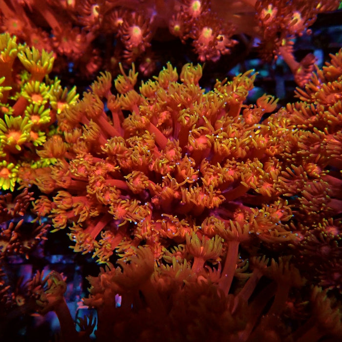 Colorful Red Goniopora Colony