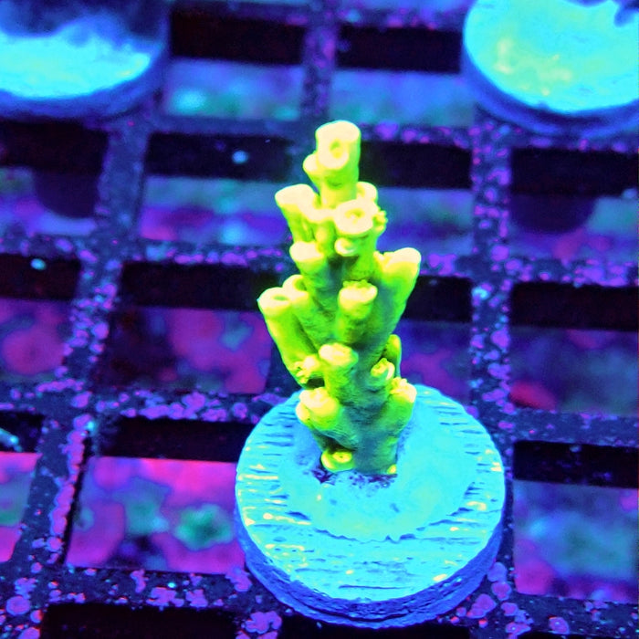 Tenuis Ultra Green-Yellow Blue Tips Acro