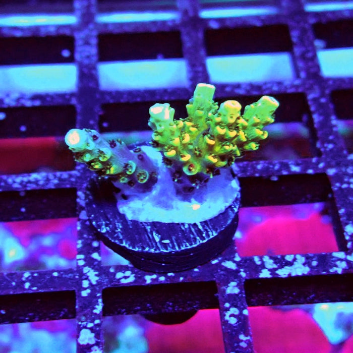 Acro Frag Aquaculture