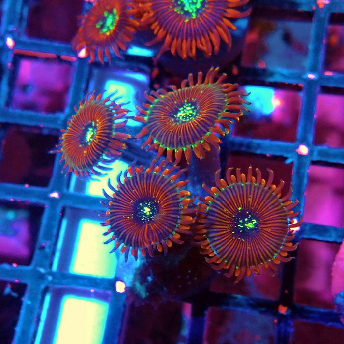 Ultra Zoas Frag