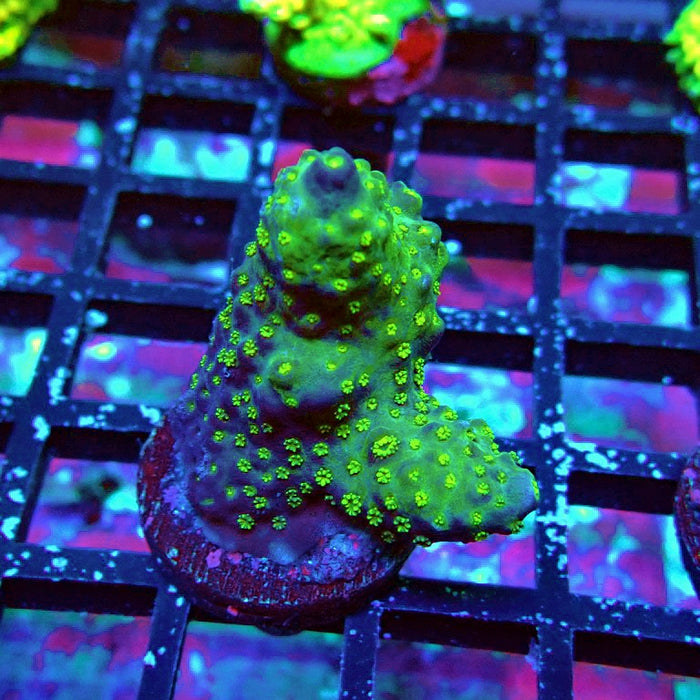 REx Green Gray Humilis Acro