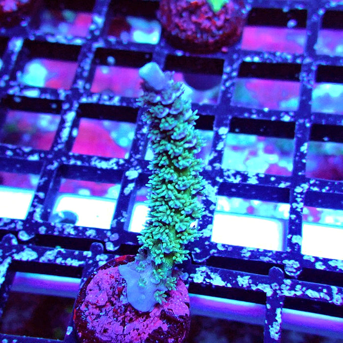 REx Black Silver Tenuis Acro