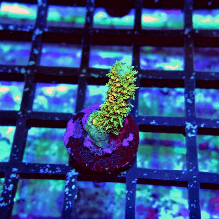 Bright Fuzzy Mille Acro
