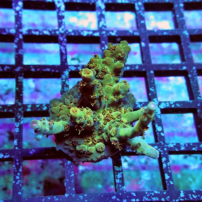 Acro Frag Aquaculture