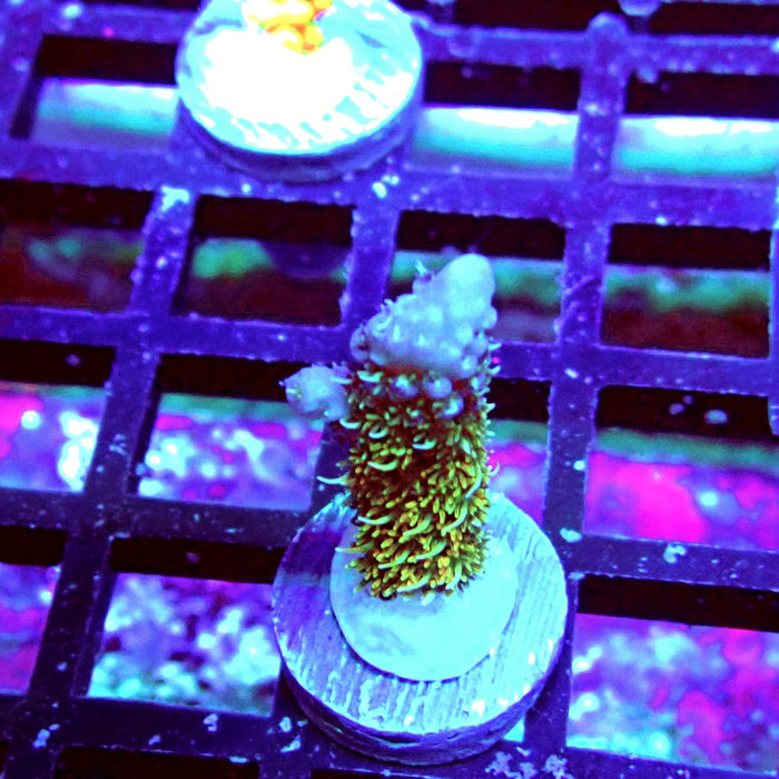 Millepora Blue Tips Acro