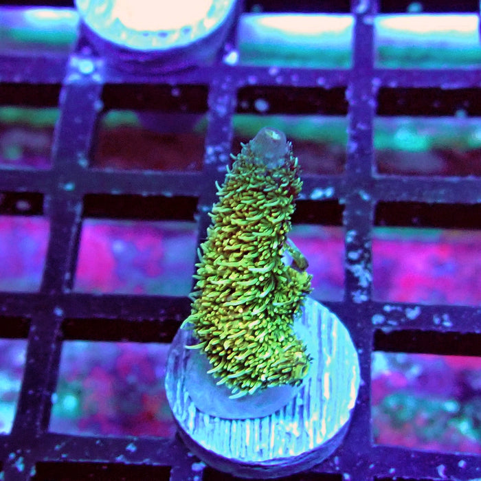 Millepora Blue Tips Acro