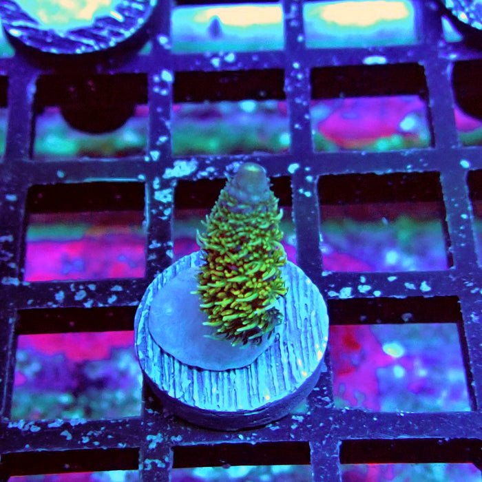 Millepora Blue Tips Acro