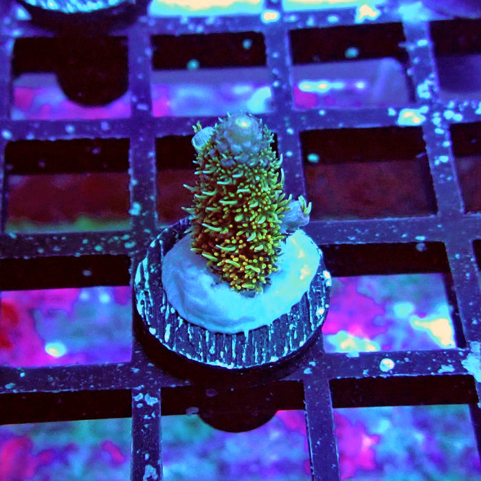 Millepora Blue Tips Acro