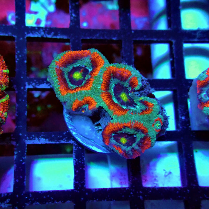 Acan Lord Coral Frag Ultra (2)