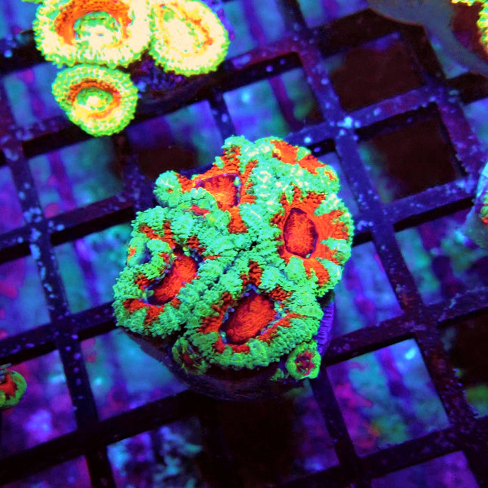 Acan Lord Coral Frag (5)