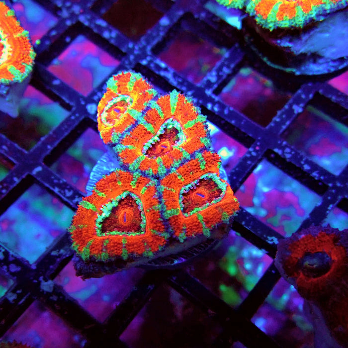 Acan Lord Coral Frag (6)