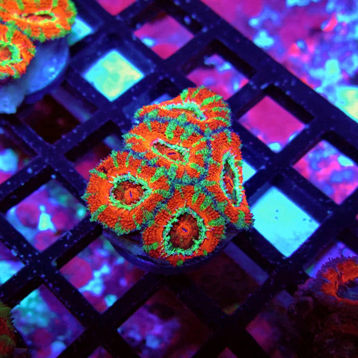 Acan Lord Coral Frag (6)