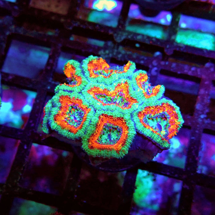 Acan Lord Coral Frag (7)