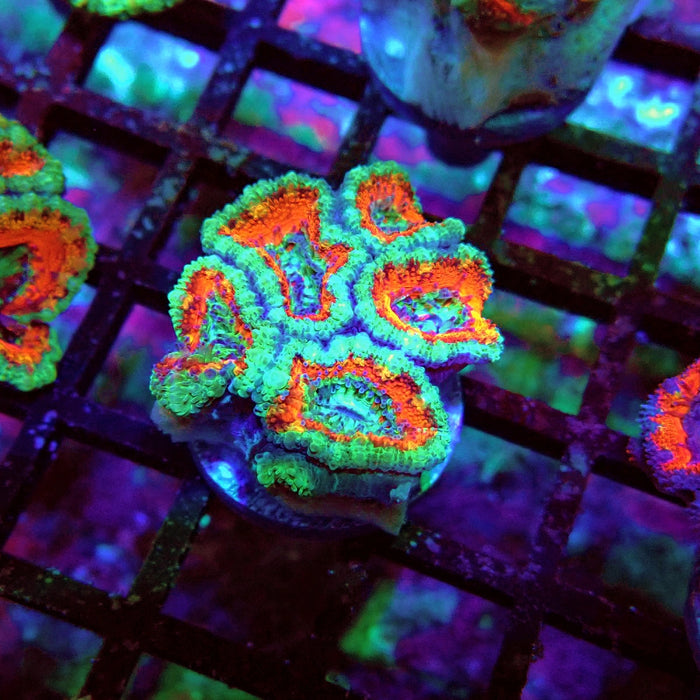 Acan Lord Coral Frag (7)