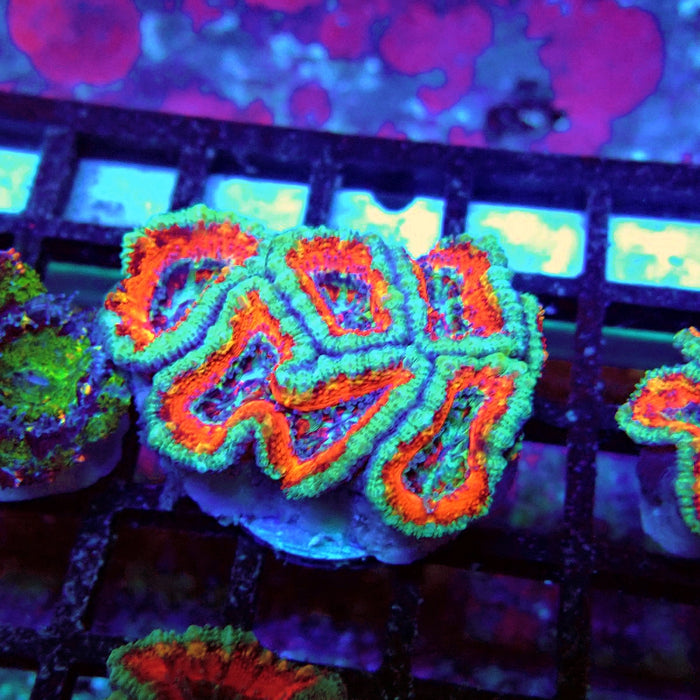 Acan Lord Coral Frag (7)