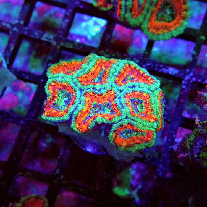 Acan Lord Coral Frag (7)