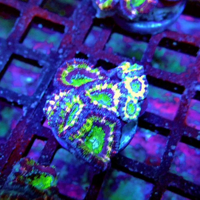 Acan Lord Coral Frag (10)
